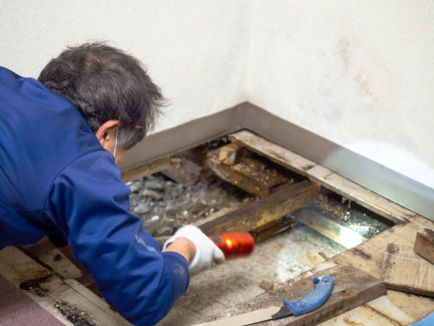 Best Best Mold Removal Companies  in Maryland City, MD