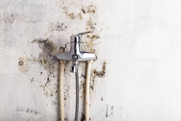 Best Certified Mold Removal  in Maryland City, MD