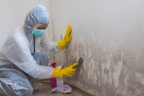 Mold Testing and Removal in Maryland City, MD