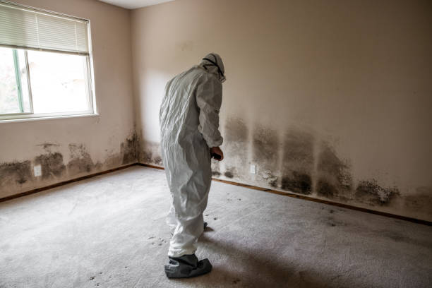 Mold Removal and Inspection in Maryland City, MD