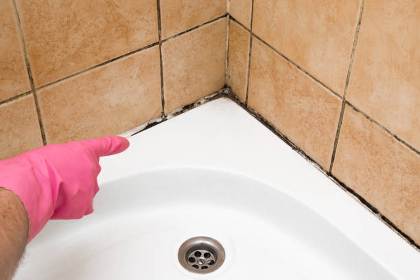 Best Commercial Mold Removal  in Maryland City, MD